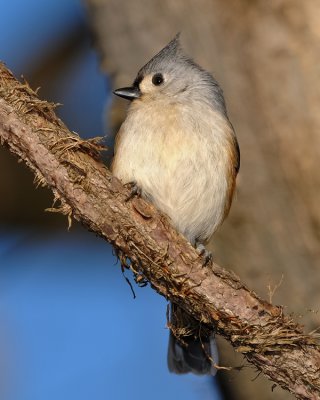 TUFTED TITMOUSE