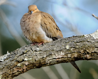 MOURNING DOVE