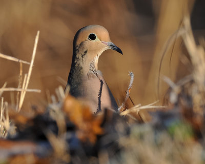 MOURNING DOVE