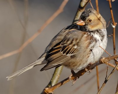 HARRIS'S SPARROW