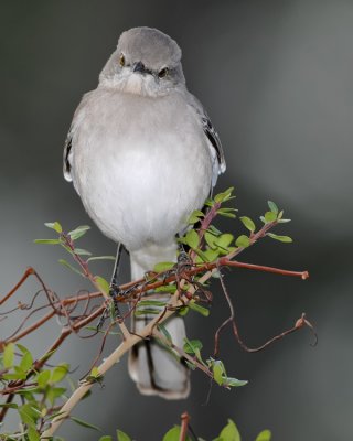 NORTHERN MOCKINGBIRD