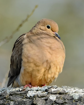 MOURNING DOVE