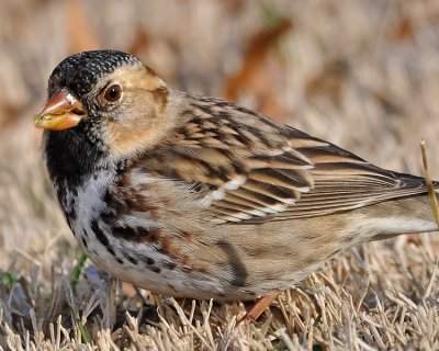 HARRIS'S SPARROW