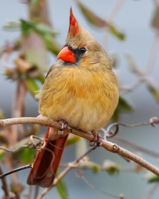 NORTHERN CARDINAL