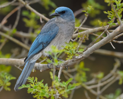 MEXICAN JAY