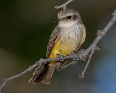 VERMILION FLYCATCHER