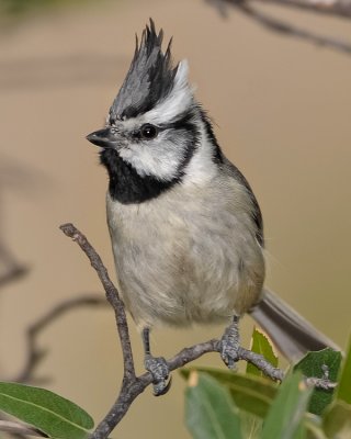 BRIDLED TITMOUSE