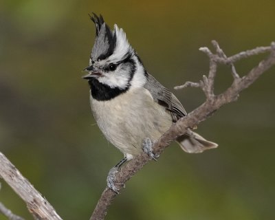 BRIDLED TITMOUSE