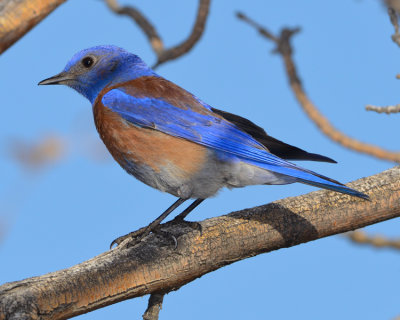 WESTERN BLUEBIRD