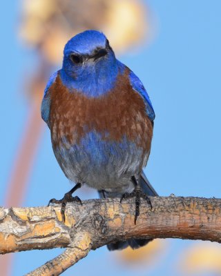 WESTERN BLUEBIRD
