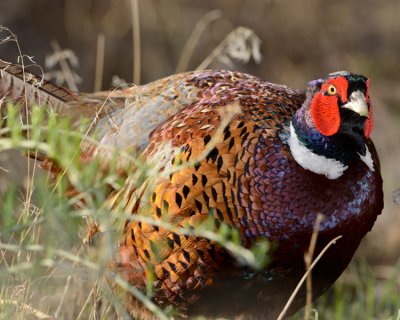 RING-NECKED PHEASANT