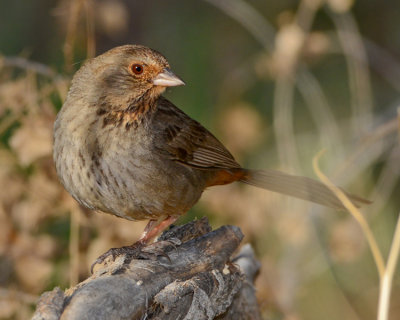 CALIFORNIA TOWHEE