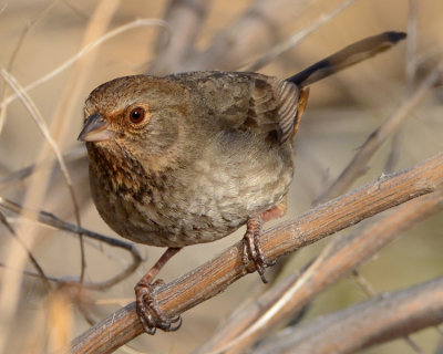 CALIFORNIA TOWHEE