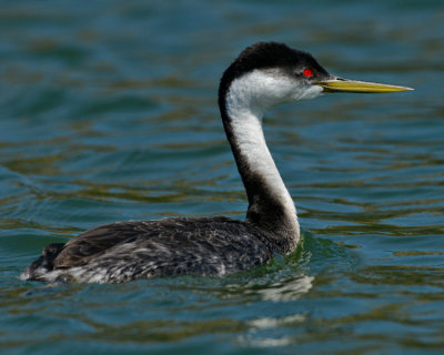 WESTERN GREBE