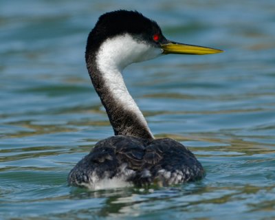 WESTERN GREBE