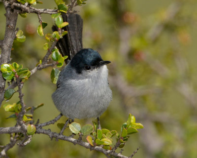 CALIFORNIA GNATCATCHER