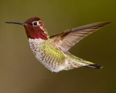 ANNA'S HUMMINGBIRD