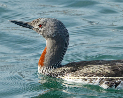 RED-THROATED LOON