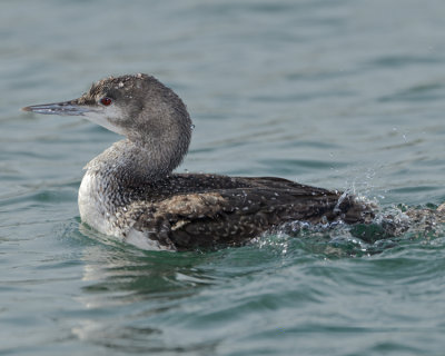 RED-THROATED LOON