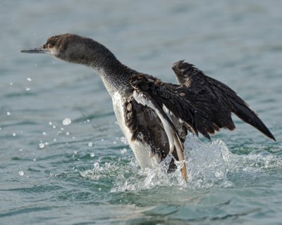 RED-THROATED LOON