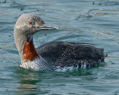 RED-THROATED LOON