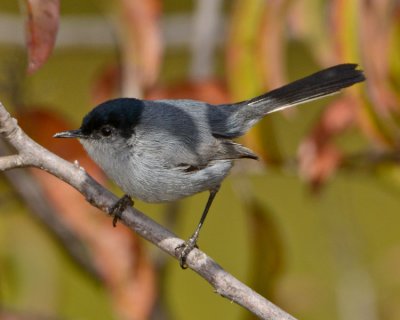 CALIFORNIA GNATCATCHER