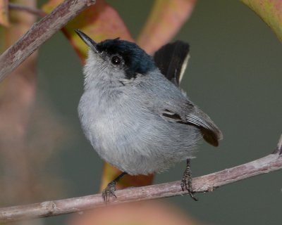 CALIFORNIA GNATCATCHER