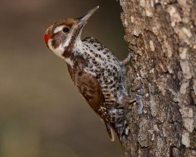 ARIZONA WOODPECKER