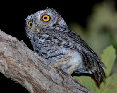 WHISKERED SCREECH-OWL