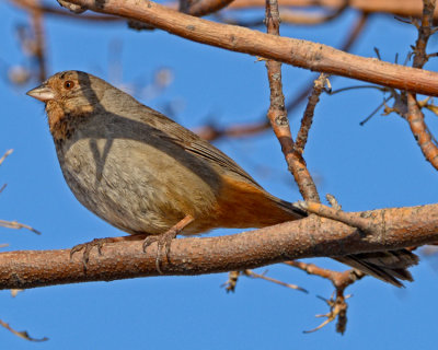 CALIFORNIA TOWHEE