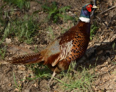 RING-NECKED PHEASANT