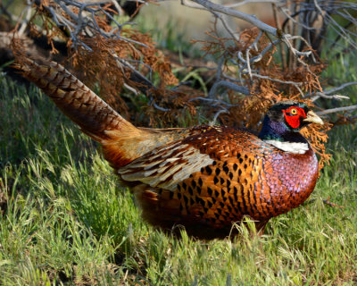 RING-NECKED PHEASANT