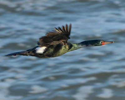 PELAGIC CORMORANT