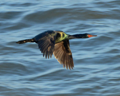 PELAGIC CORMORANT