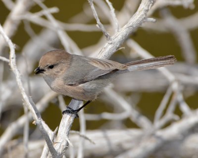 BUSHTIT