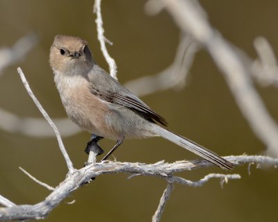 BUSHTIT