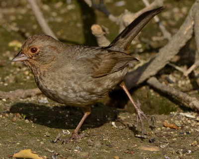 CALIFORNIA TOWHEE