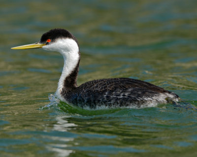 WESTERN GREBE