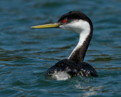 WESTERN GREBE