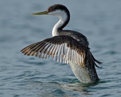 WESTERN GREBE