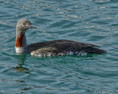 RED-THROATED LOON