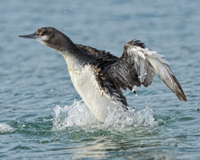 RED-THROATED LOON