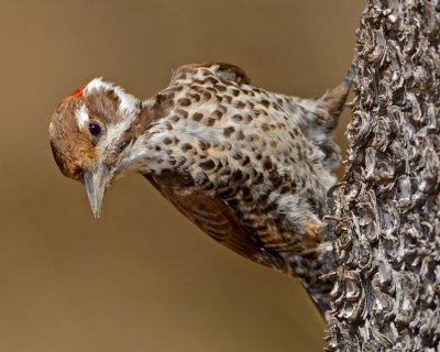 ARIZONA WOODPECKER