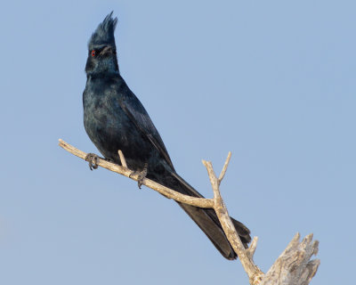 PHAINOPEPLA