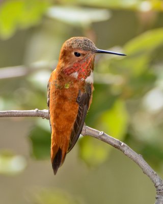 RUFOUS HUMMINGBIRD