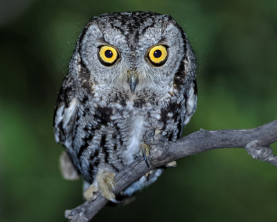 WESTERN SCREECH-OWL