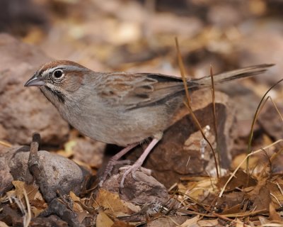 RUFOUS-CROWNED SPARROW