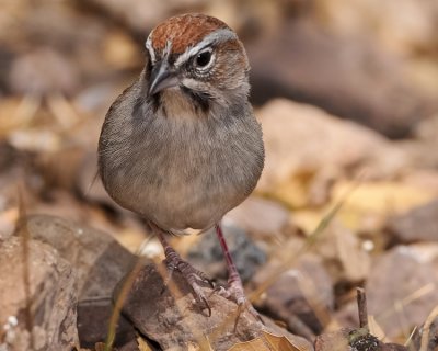 RUFOUS-CROWNED SPARROW