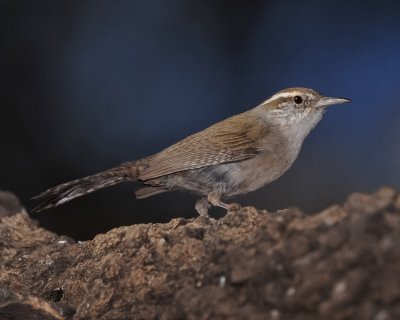 BEWICK'S WREN