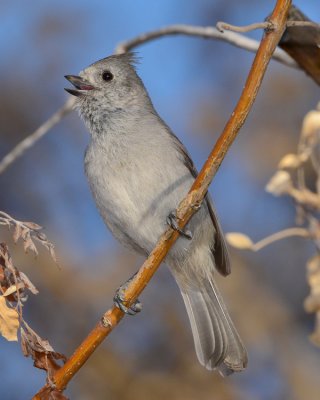 OAK TITMOUSE